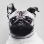 是你的星星吖