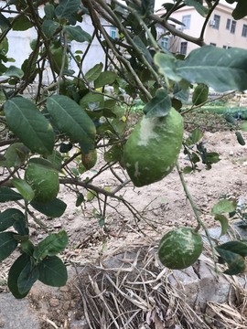🌻小七（安静唱歌）的图片