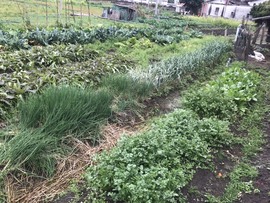 🌻小七（安静唱歌）的图片