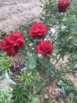 🌻小七（安静唱歌）的图片