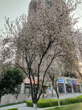 凑美没人爱的图片