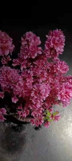 凑美没人爱的图片