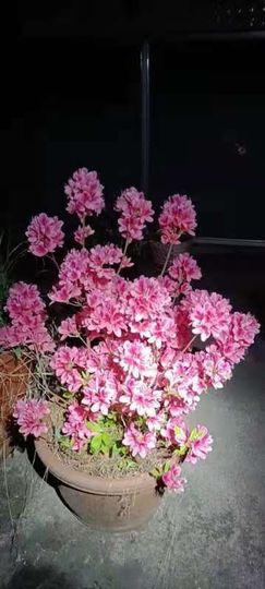 凑美没人爱的图片