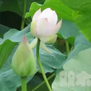 L平安O