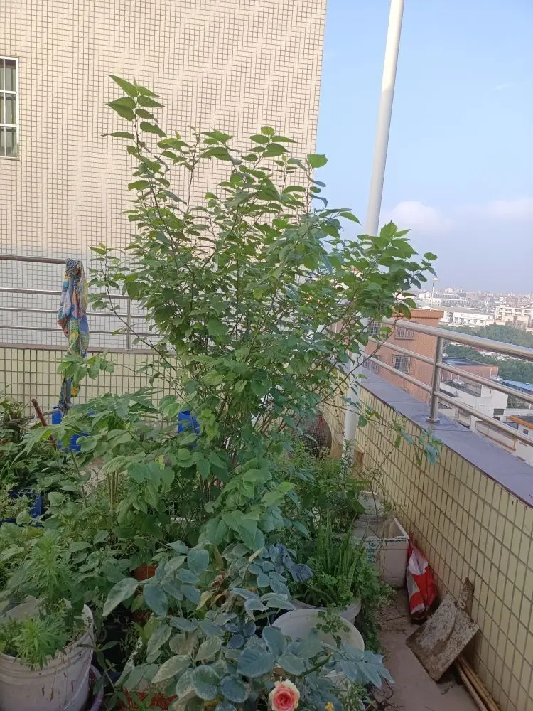 翟无语无风无浪的主播照片