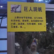 婷婷，愿君开心