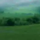 马家荡朱为本