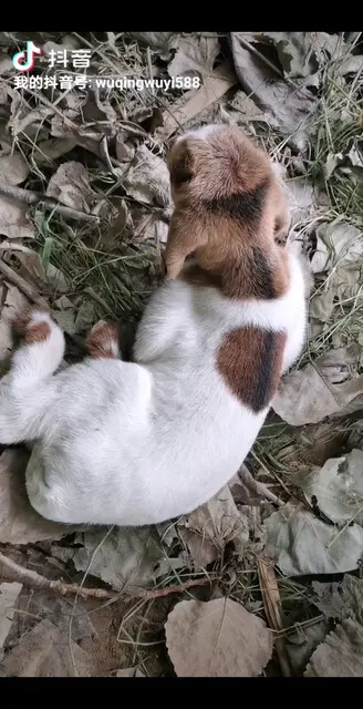 下崽了，