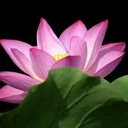 yihuanhao
