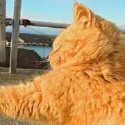 操作行云流水