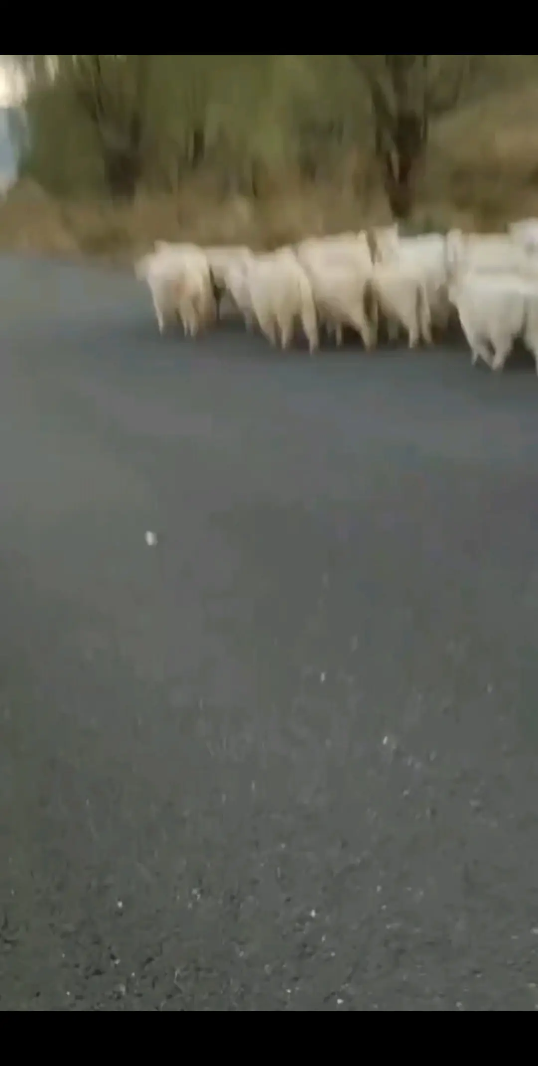 为了生活去放羊