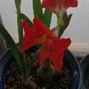 秋歌250