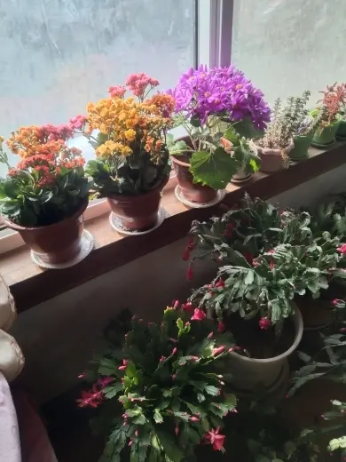 、竹影🍃清风的图片