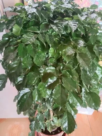 、竹影🍃清风的图片