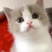 古龙先生