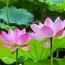 雨吻花8