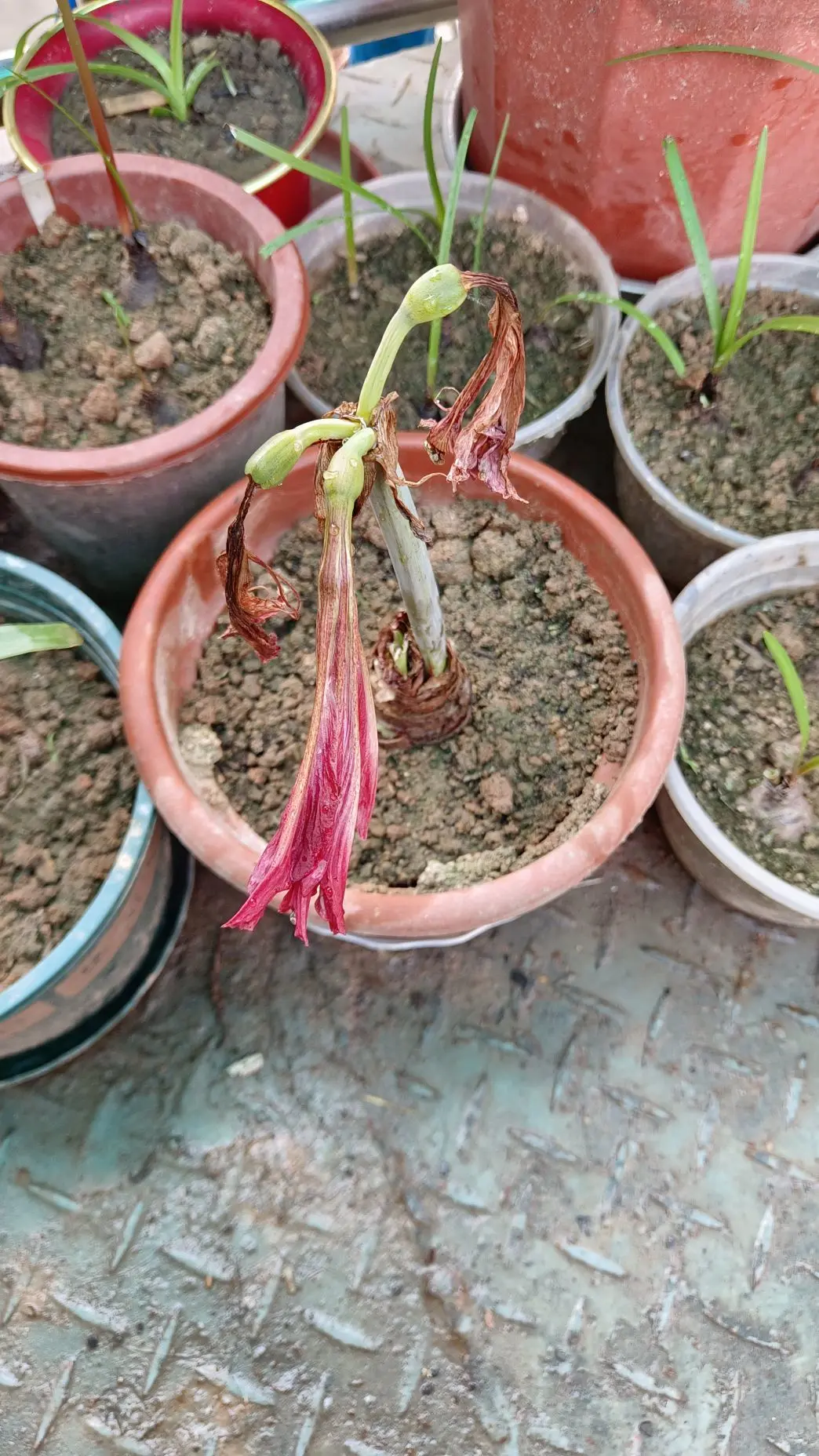 隨風的沙主播图片