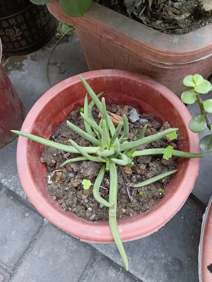 隨風的沙主播图片