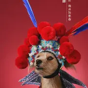 ）歲仴如歌（