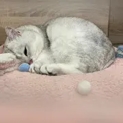吃瓜积分