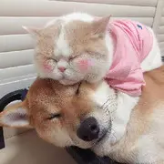 ゝＭ丶╭⌒小川丶ゞ的用户头像