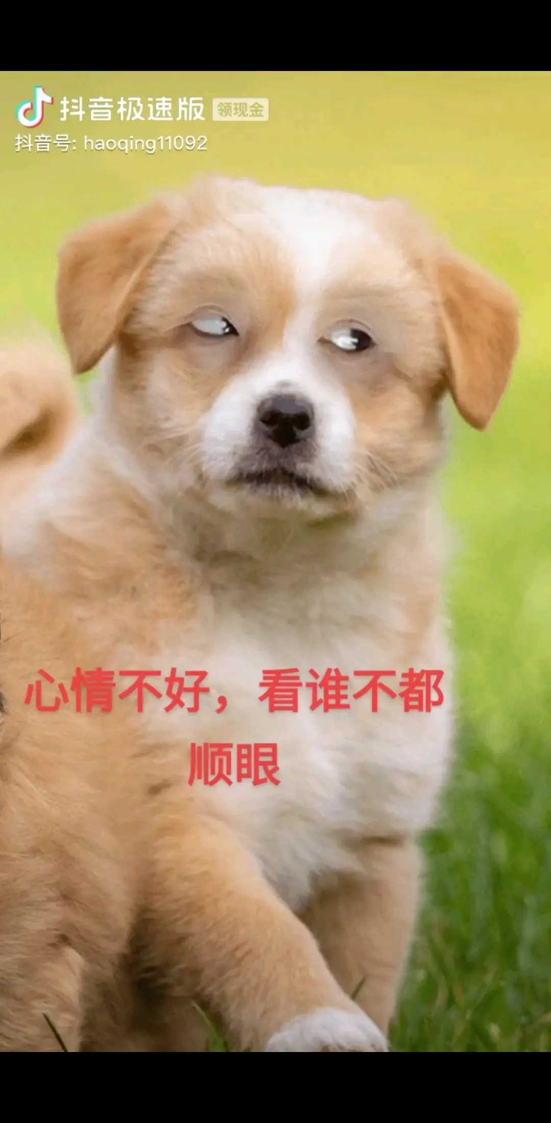 /白眼/白眼