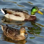 一江春水鸭当家