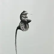 ❥.②蛤蟆二哥