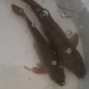 违规111