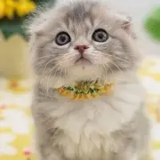 太阳女神💕💕的用户头像