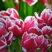 花香心里