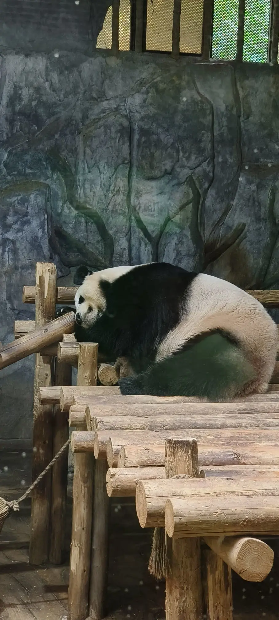 隨風的沙主播图片