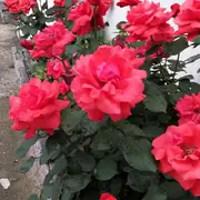 号小没人欢迎的