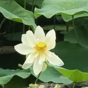 左中左。。