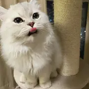 修猫呀