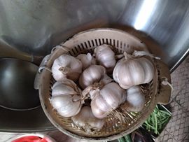 果果(平安好运)的图片