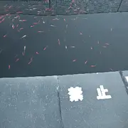 。萌新宝宝：。