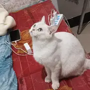 芋圆妹新人休息中