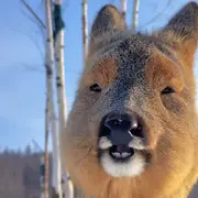 筱红🍁小同学