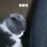 @六狼/#