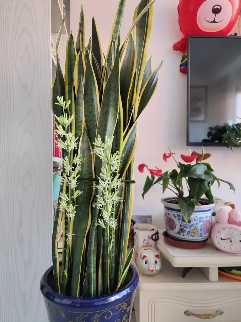 无聊听歌🍀马年好运主播图片