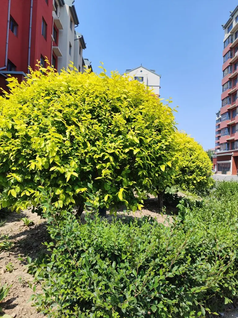 无聊听歌🍀马年好运主播图片