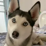 七克灵魂的用户头像