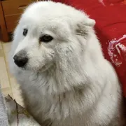 儿子乖乖趴我脚边