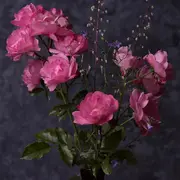 🍃韵色🌺