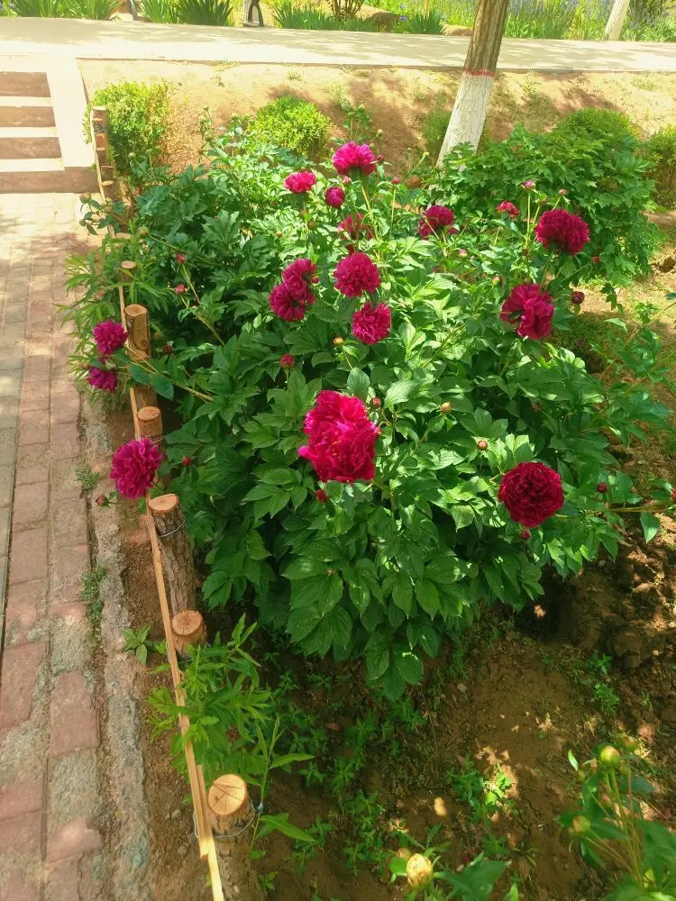 ゛✿洛洛✿的主播照片