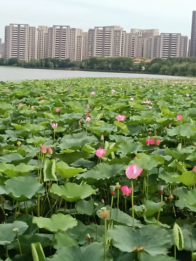 咖啡不懂酒的蕞主播图片