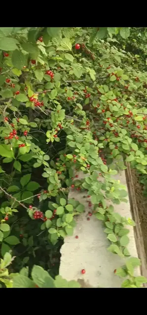 三点钟🕒和老爸跑到别