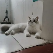 选妃了