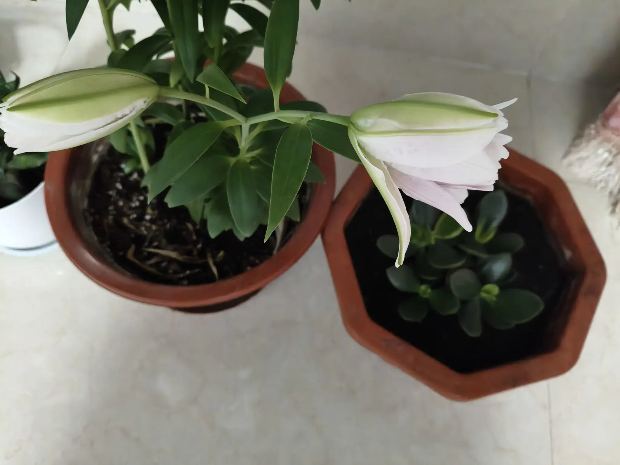 我叫野百合🌱🌱的主播照片